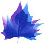 UniversityBrighton-leaf_217x201px